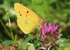IMG 8040    Der Postillon (Colias croceus)