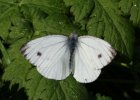 IMG 3290    Der Rapsweißlinge (Pieris napi)  in "Ruhestellung"