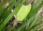 IMG 1811    Zitronenfalter (Gonepteryx rhamni)