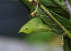 IMG 2106    Zitronenfalter (Gonepteryx rhamni) - Puppe.