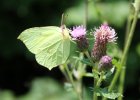 IMG 3207    Zitronenfalter (Gonepteryx rhamni)