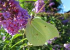 IMG 3293    Zitronenfalter (Gonepteryx rhamni)