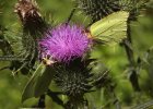 IMG 6949    Eine der Lieblingsfutterpflanzen des Zitronenfalter (Gonepteryx rhamni): Disteln!