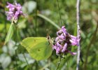 IMG 7327    Zitronenfalter (Gonepteryx rhamni)