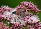 IMG 9073    Ein Sechsfleck-Widderchen (Zygaena filipendulae) auf Wasserdost.