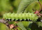 IMG 0022    Die Raupe des Wiener Nachtpfauenauges (Saturnia Pyri)