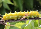 IMG 0190    Die Raupe des Wiener Nachtpfauenauges (Saturnia Pyri)